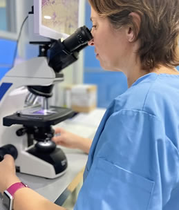 Dermatologia Veterinaria Montjuic Dermatologia Veterinaria Montjuic
